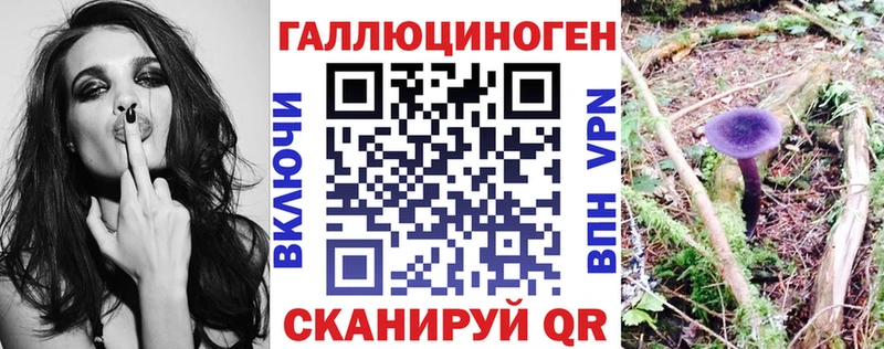 Псилоцибиновые грибы Psilocybe  Купить где  Зубцов 